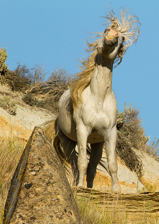 Wild Mustang Theod. Roosevelt NP