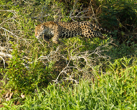 Jaguar on the hunt