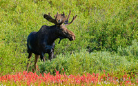 Moose in Paintbrush