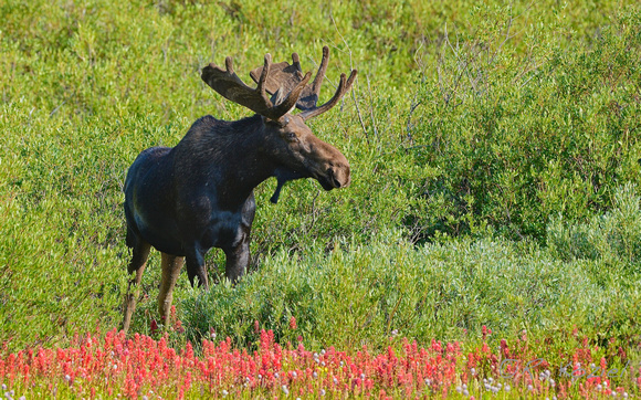 Moose in Paintbrush