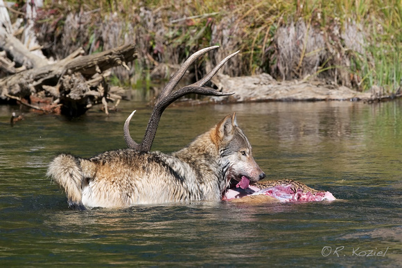 Wolf on Elk Kill