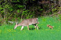 Whitetail Deer & Fawn