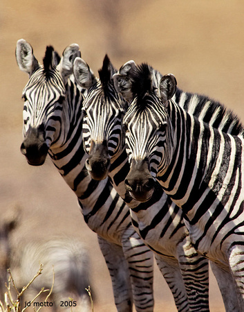 zebra trio, botswana