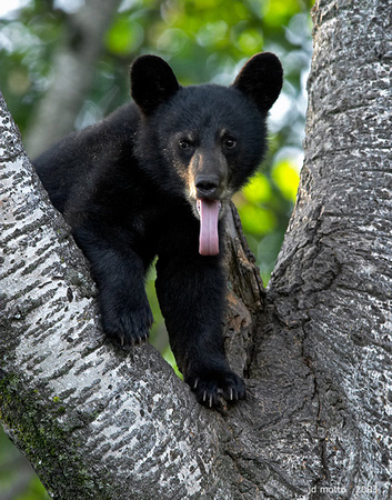 black bear cub, orr, minnesota