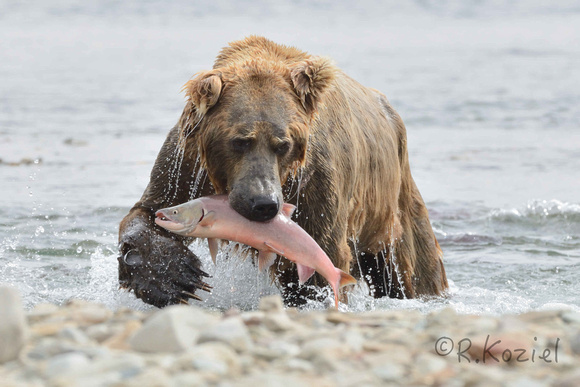 Brown Bear & Salmon