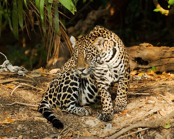Jaguar in Pantanal in Brazil