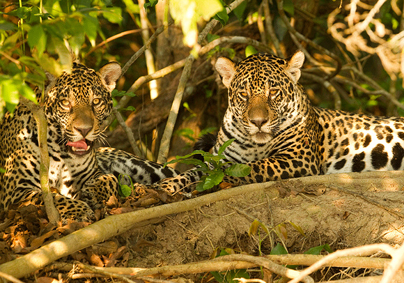 Jaguars in Pantanal in Brazil
