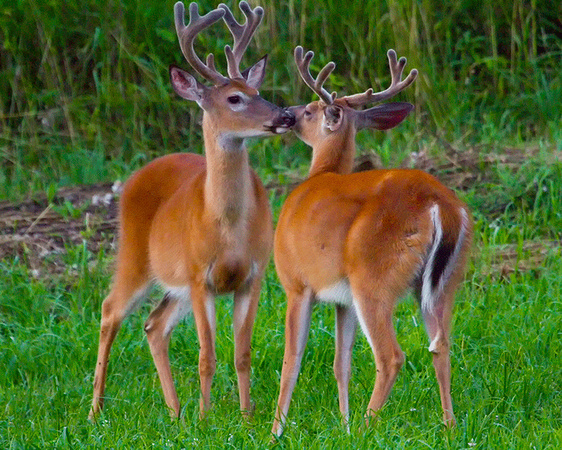 Bucks in Velvet Buffalo County