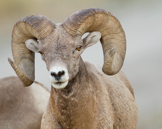 Bighorn Sheep in MT