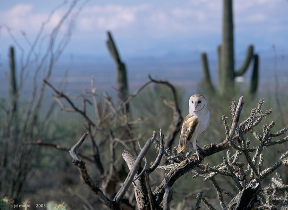barn owl (c), tucson, arizona
