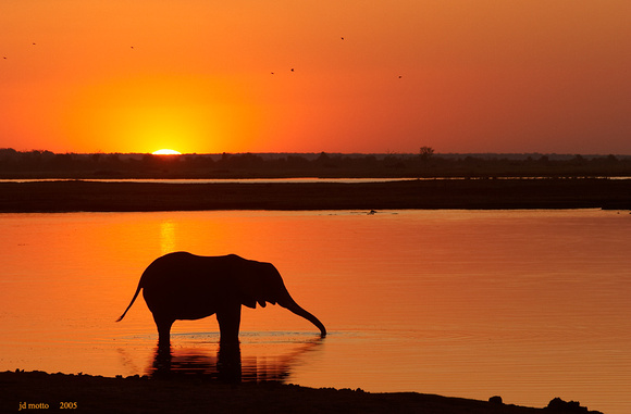 african elephant at sunset, botswana