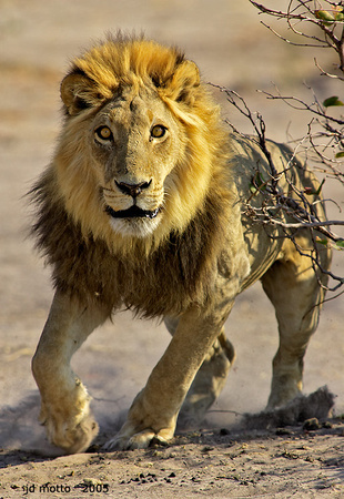 african lion charge, botswana