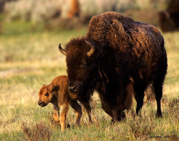 american bison with calf, yellowstone park