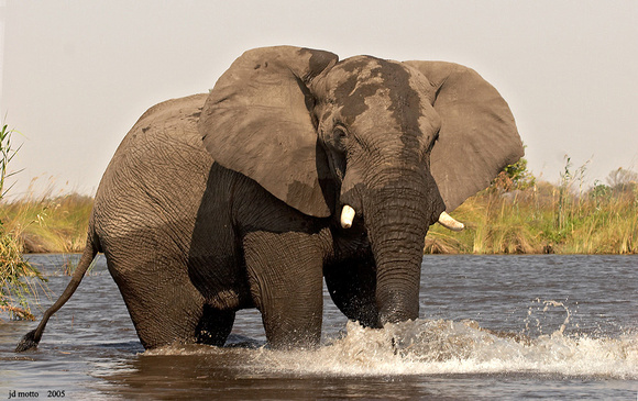 bull elephant charge, botswana