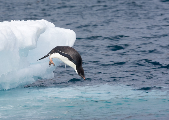 adelie penguin, antarctica