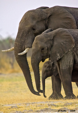 african elephant trio, botswana