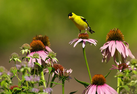 american goldfinch on coneflowers