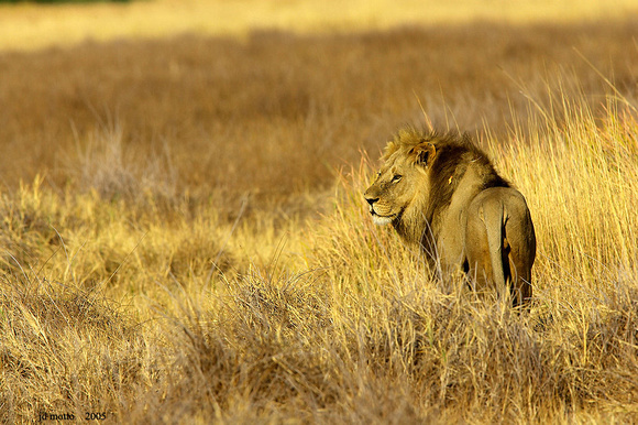 african lion, botswana