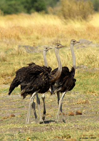 african ostrich trio, botswana