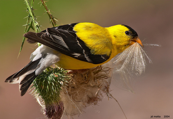 american goldfinch on thistle